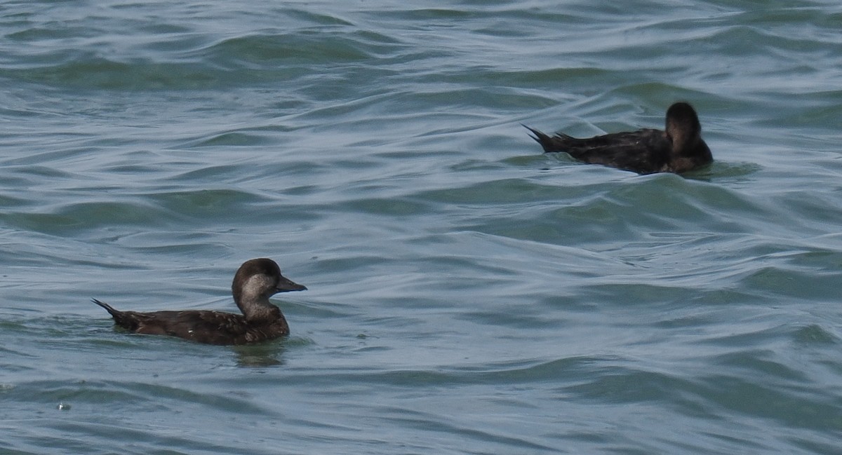 Amerika Kara Ördeği - ML646443159