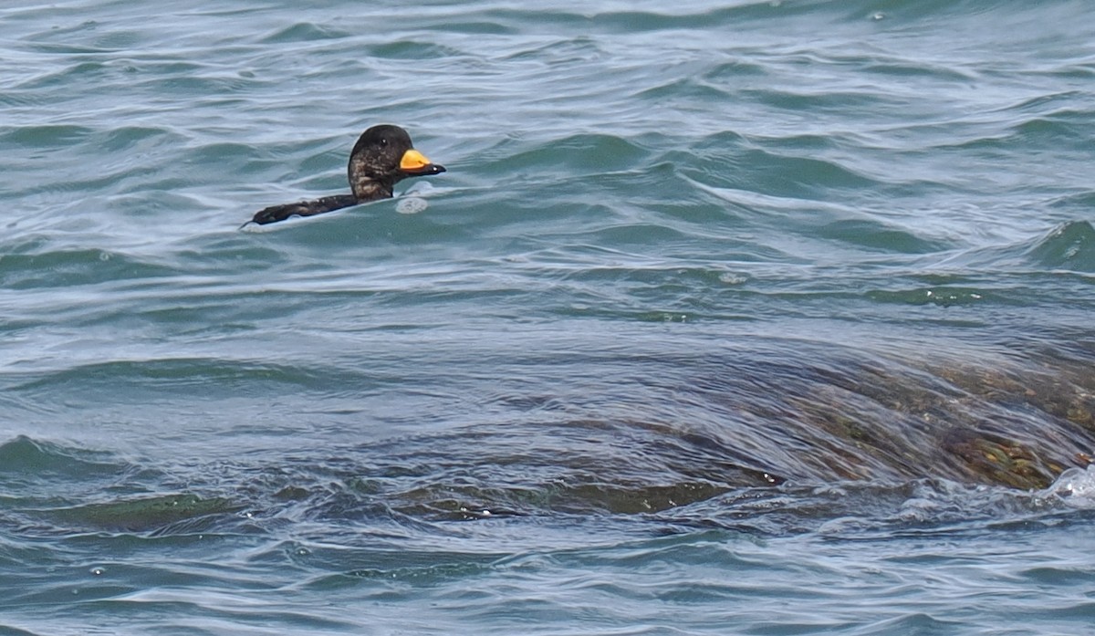 Amerika Kara Ördeği - ML646443161