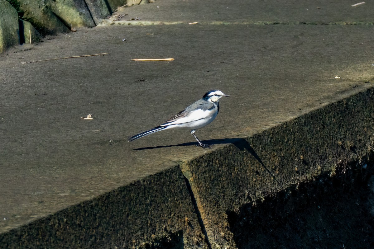 Белая трясогузка - ML646443162