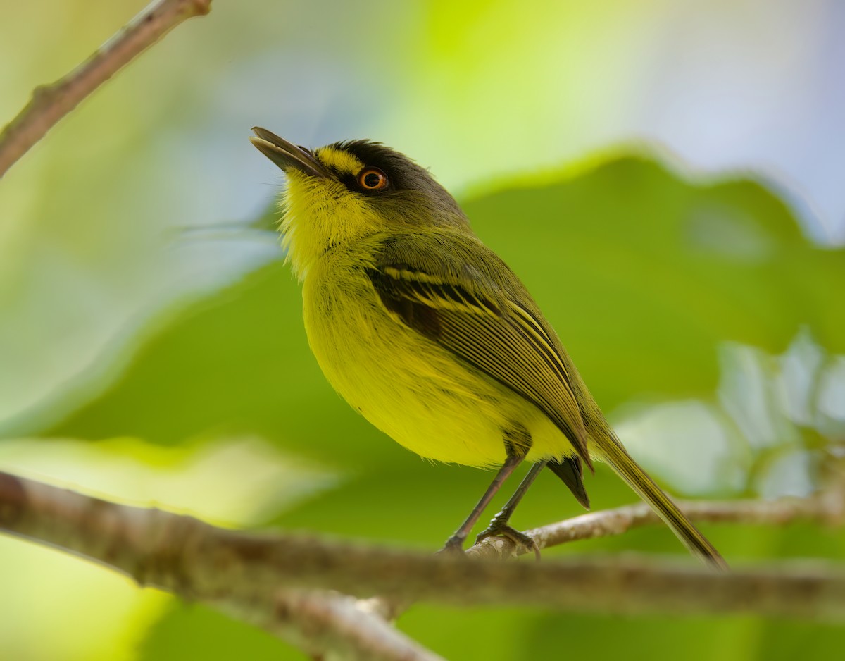 Todirostre à tête grise - ML646443167