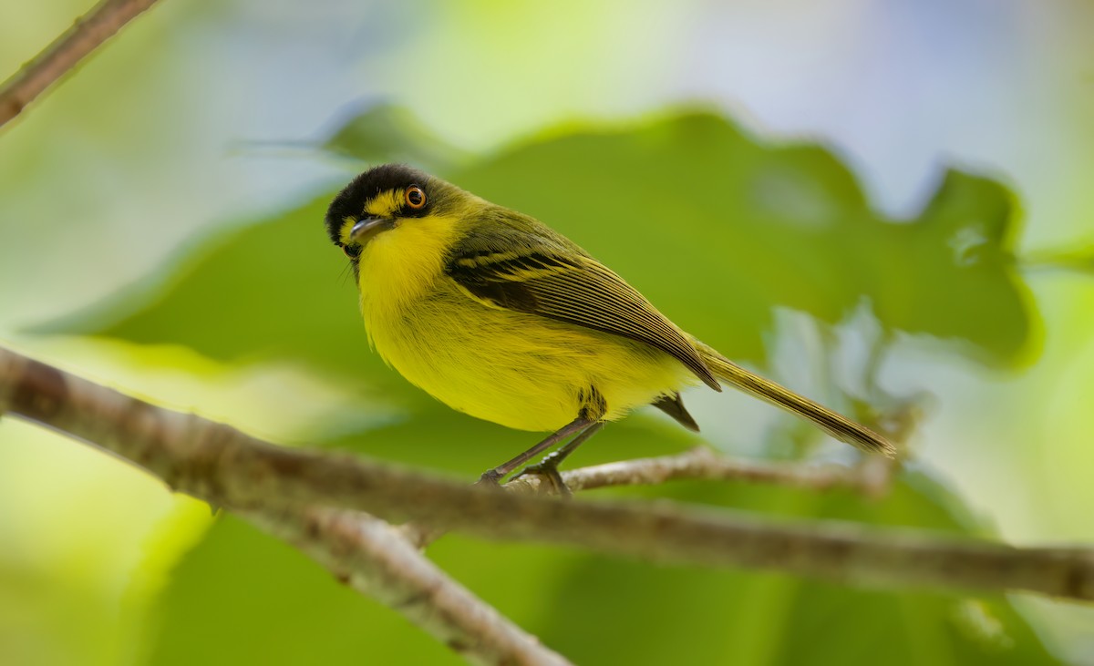 Todirostre à tête grise - ML646443168