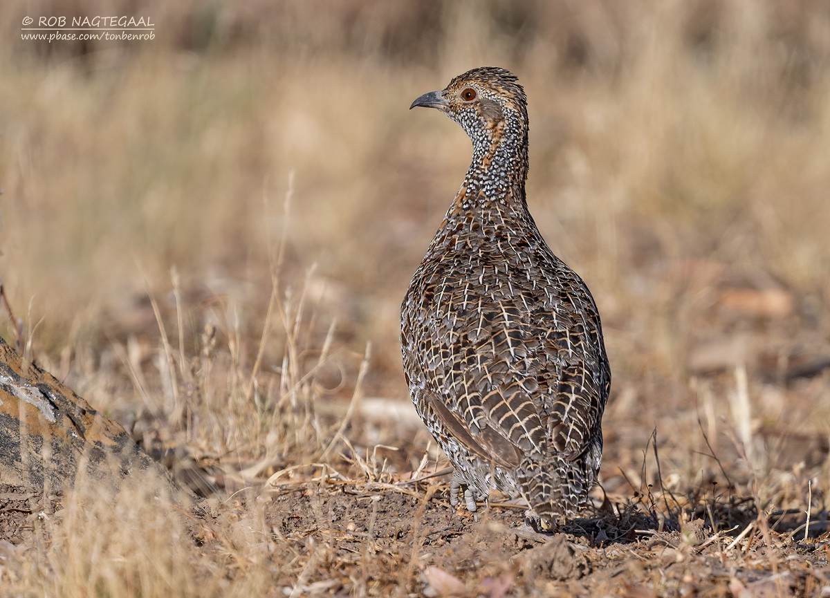 Gray-winged Francolin - ML646443170