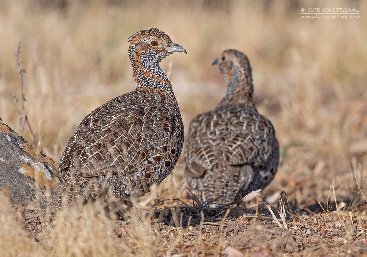 Gray-winged Francolin - ML646443171