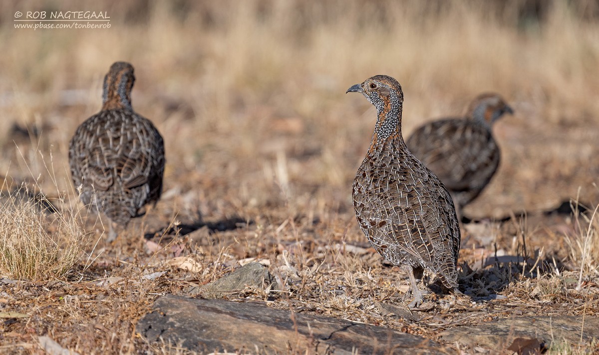 Gray-winged Francolin - ML646443172