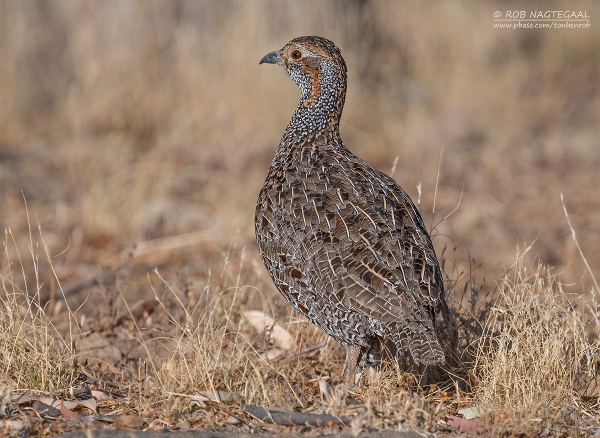Gray-winged Francolin - ML646443173