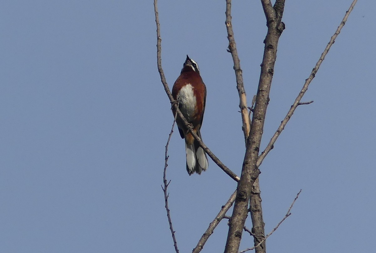 Black-and-chestnut Warbling Finch - ML646443174