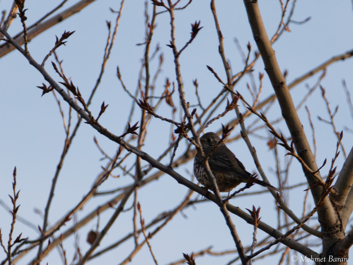 drozd brávník - ML646443175