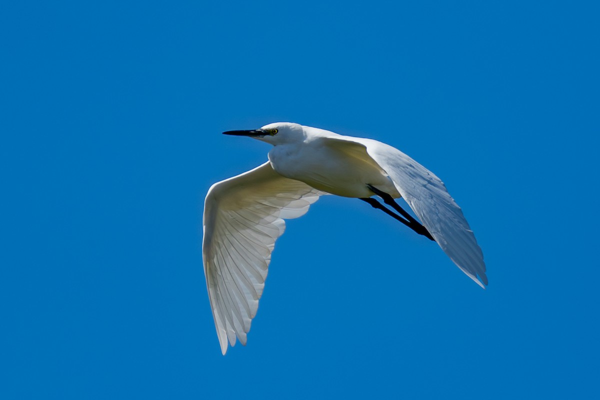 Малая белая цапля - ML646443178