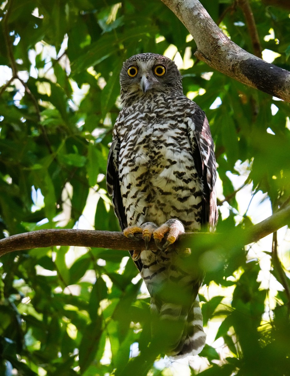Powerful Owl - ML646443183