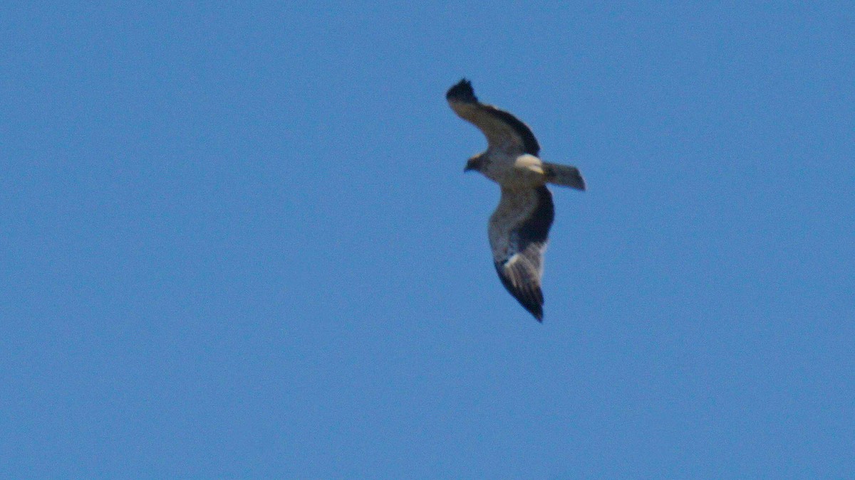 Booted Eagle - ML646443184