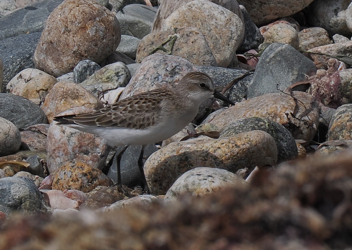 Semipalmated Sandpiper - ML646443185