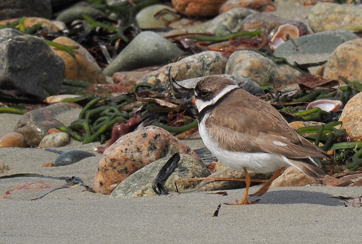 Semipalmated Plover - ML646443187