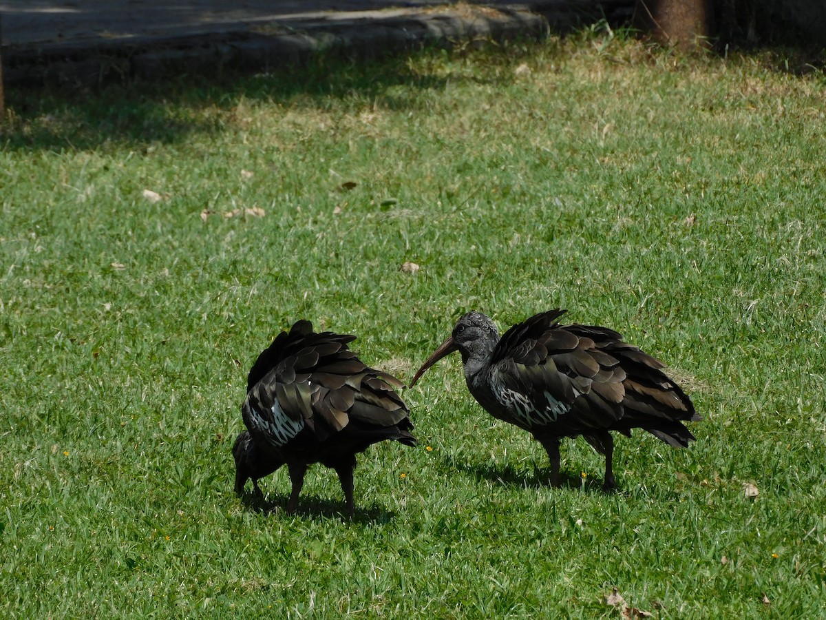 Wattled Ibis - ML646443188