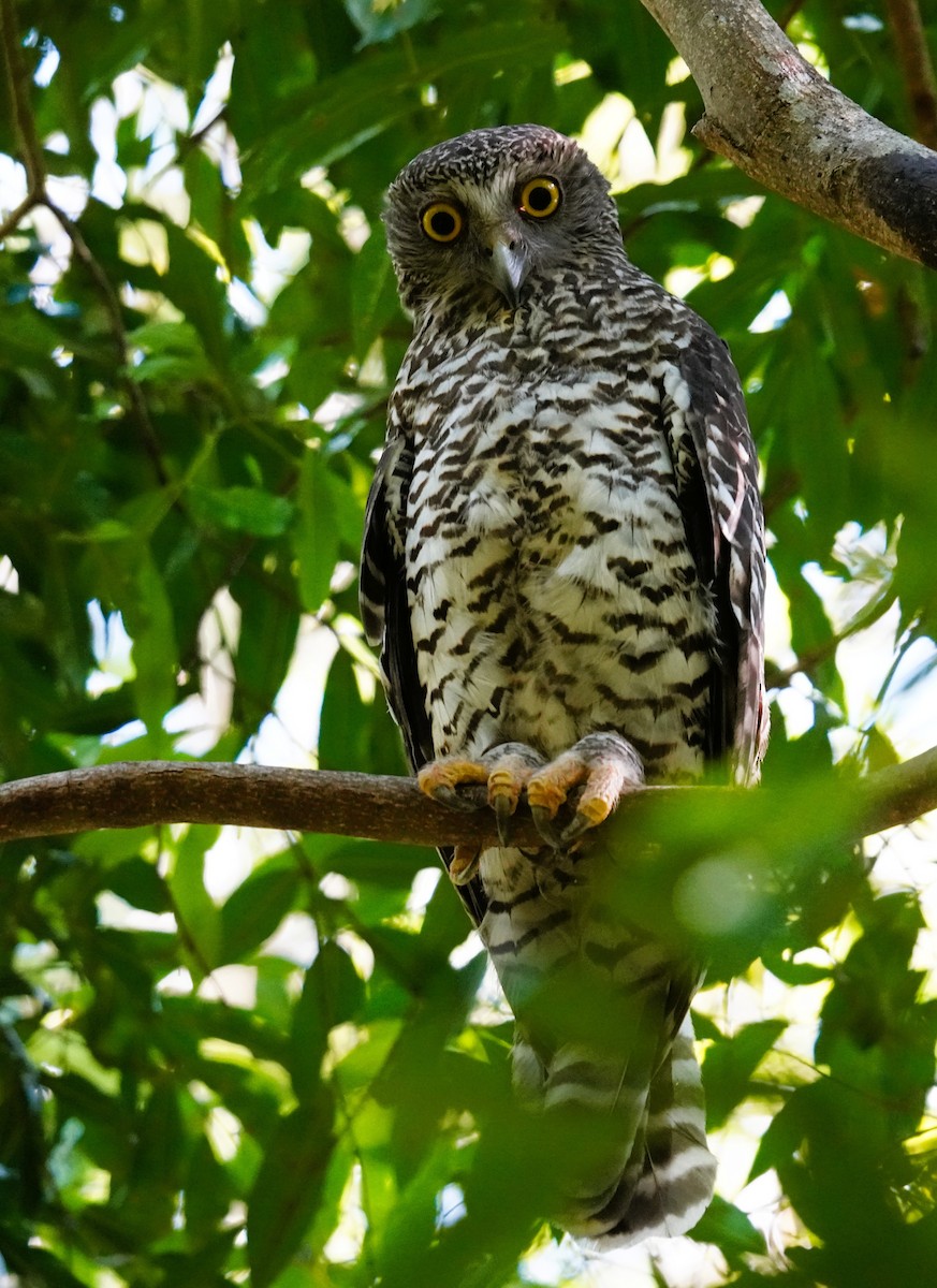Powerful Owl - ML646443189