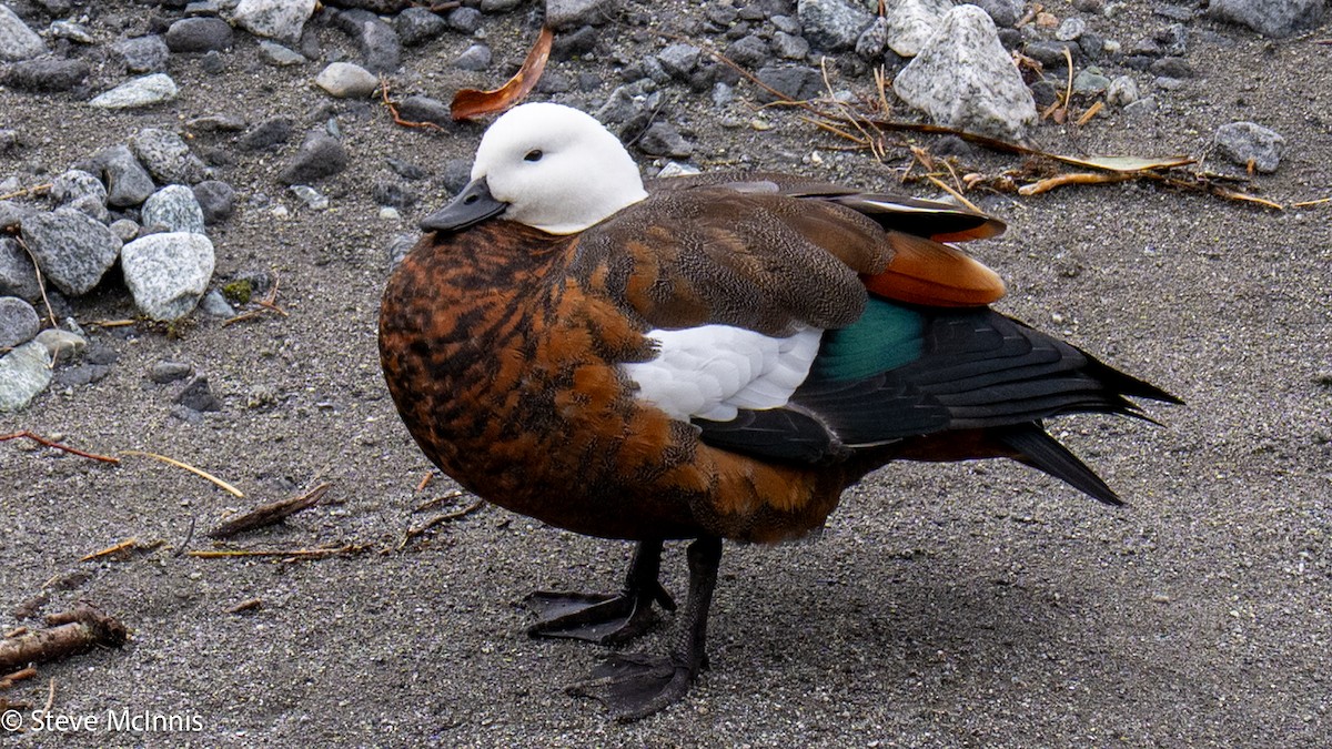 Paradise Shelduck - ML646443192