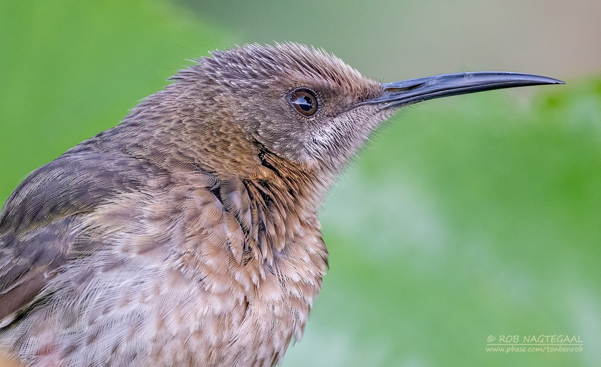 Cape Sugarbird - ML646443200