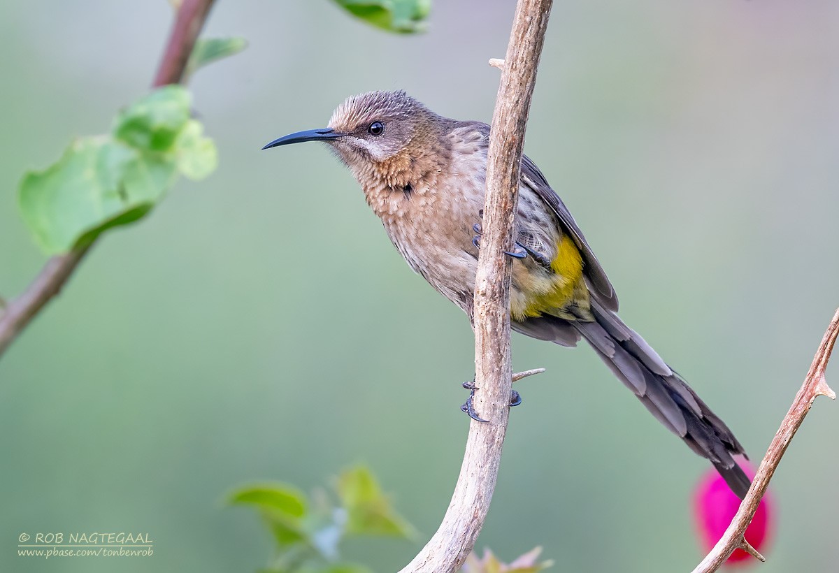 Cape Sugarbird - ML646443201