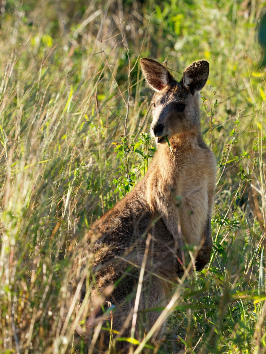 Animals - ML646443202