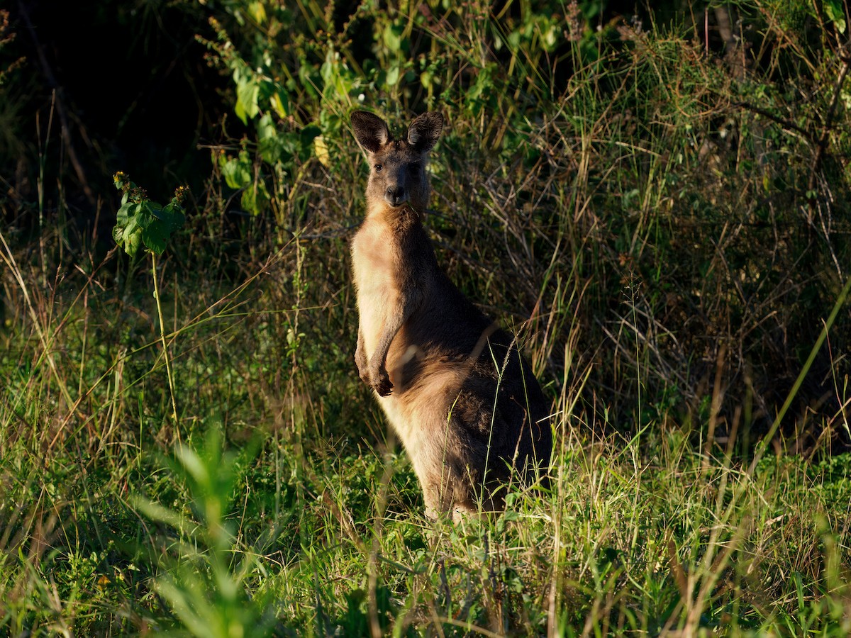 Animals - ML646443203