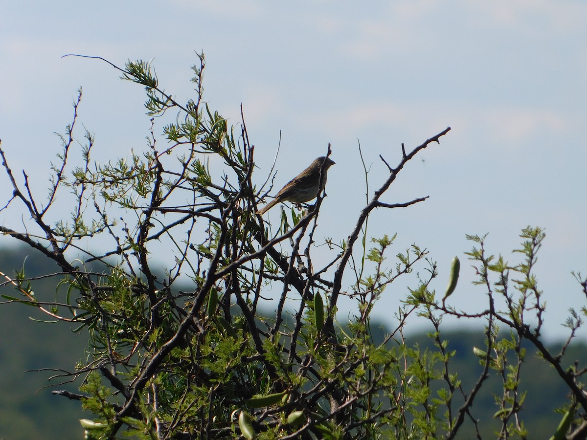 キンノジコ - ML646443204