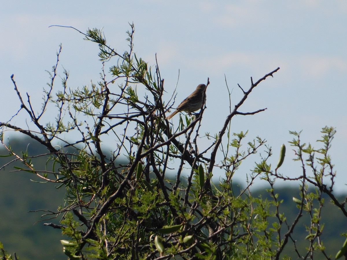 キンノジコ - ML646443205