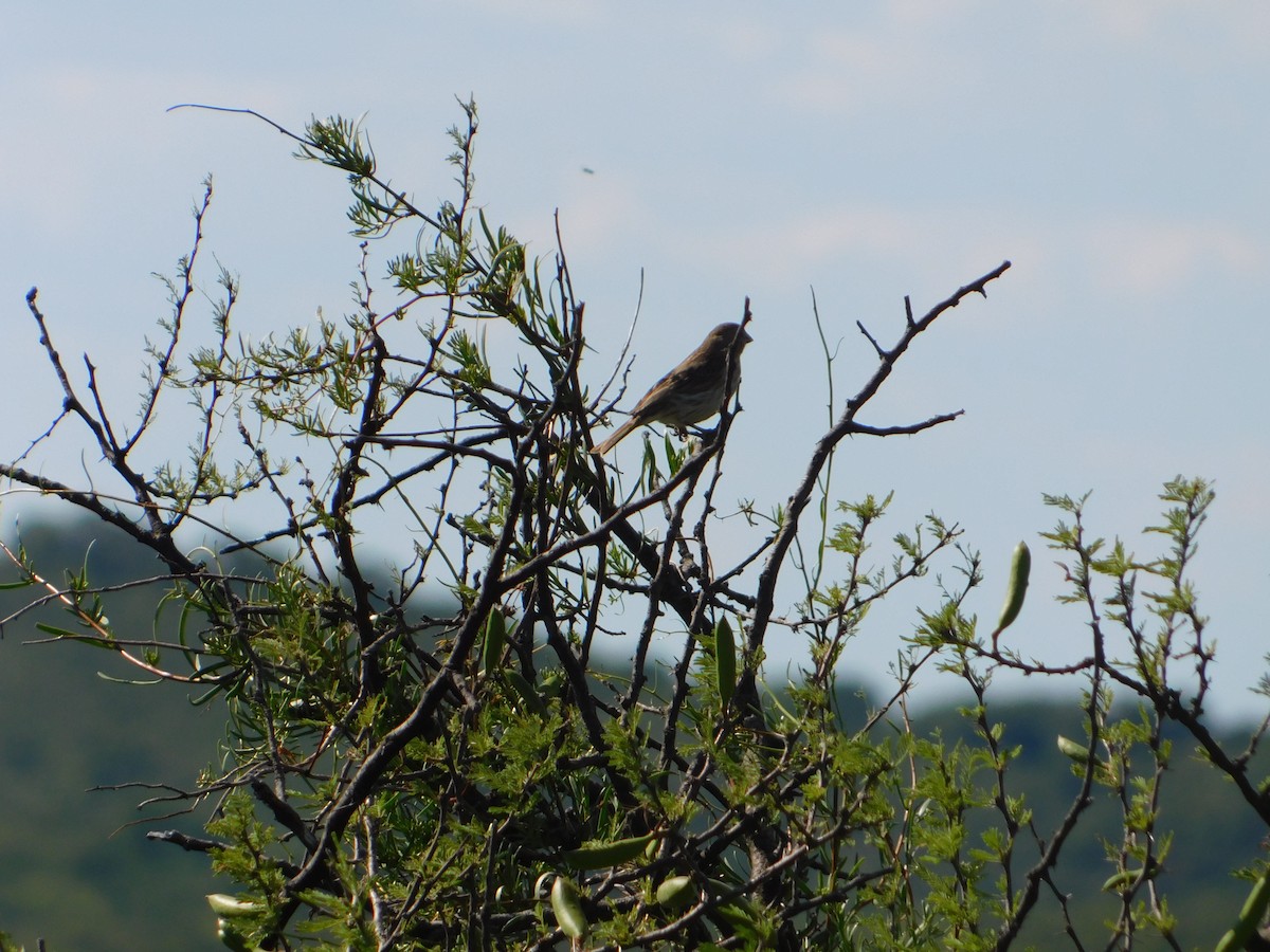 キンノジコ - ML646443206