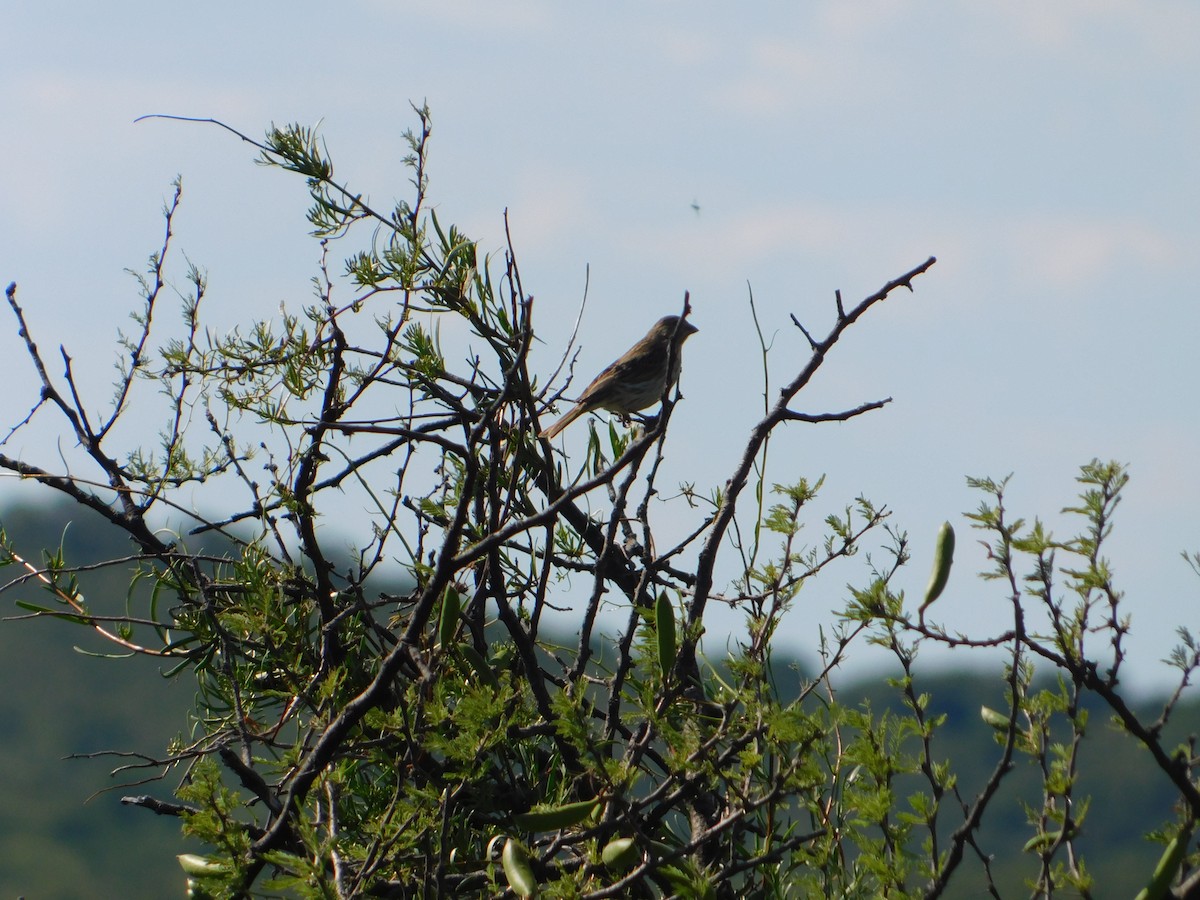 キンノジコ - ML646443207