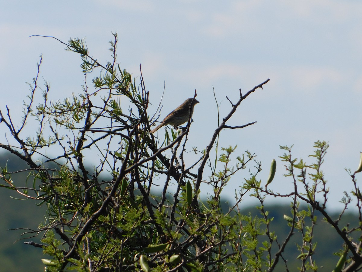 キンノジコ - ML646443208