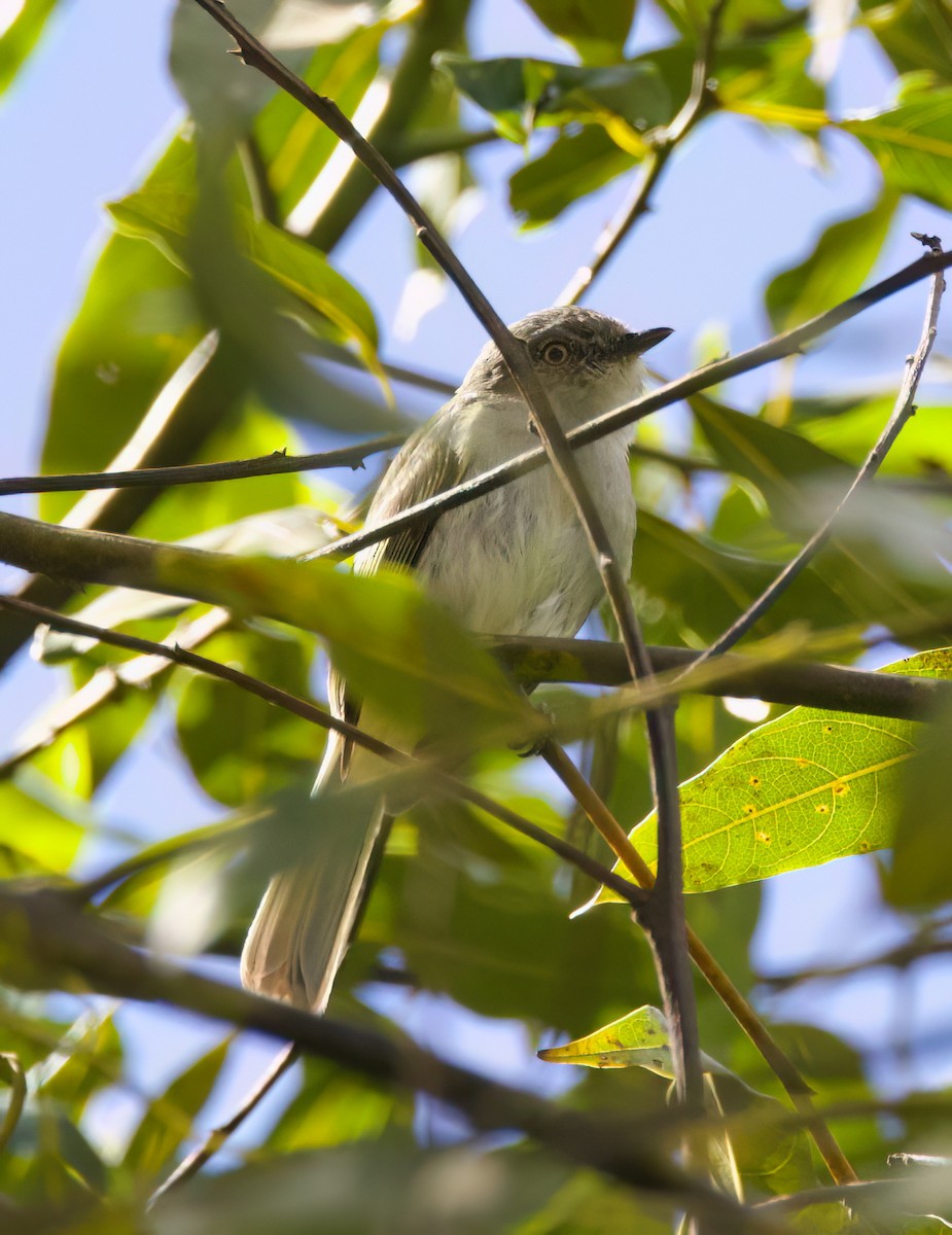 Gray-headed Elaenia - ML646443209