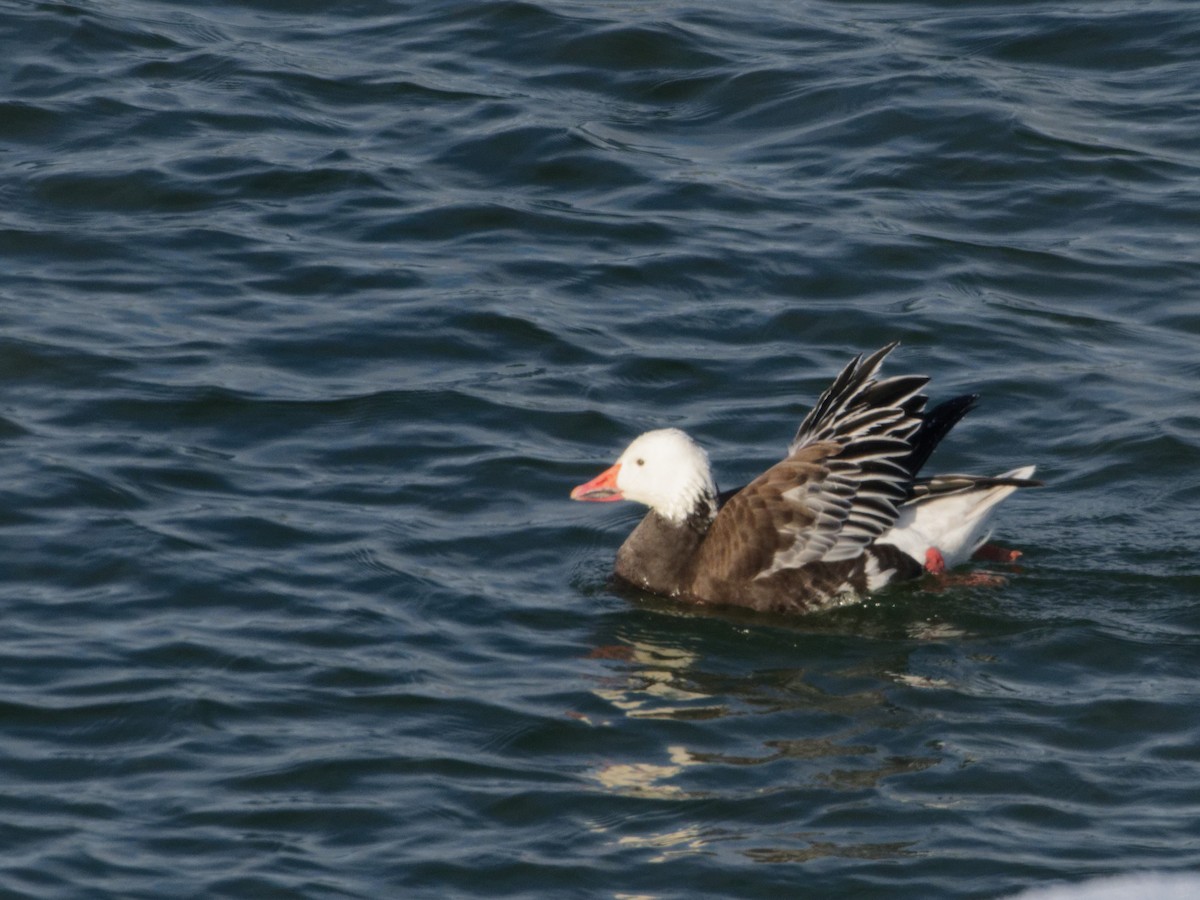 Snow Goose - ML646443210