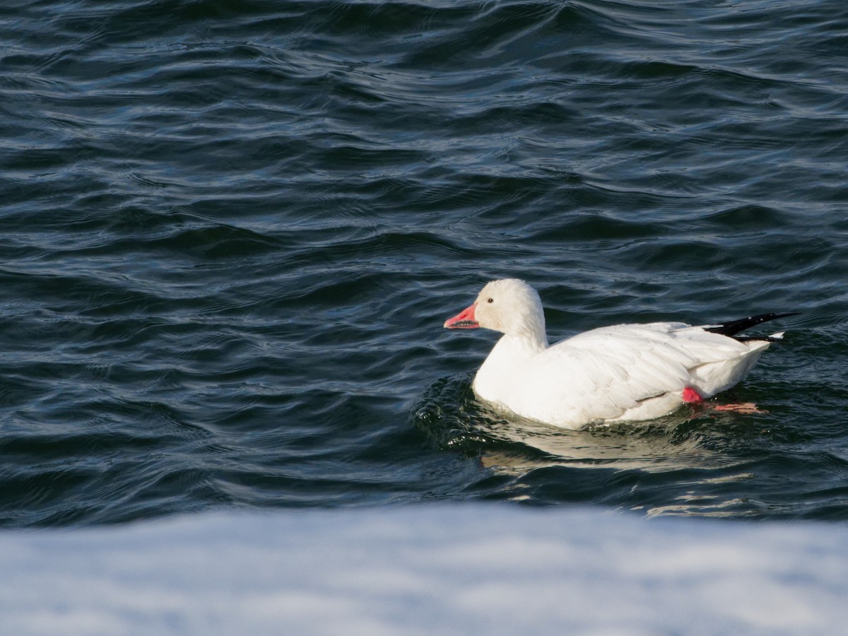 Snow Goose - ML646443211