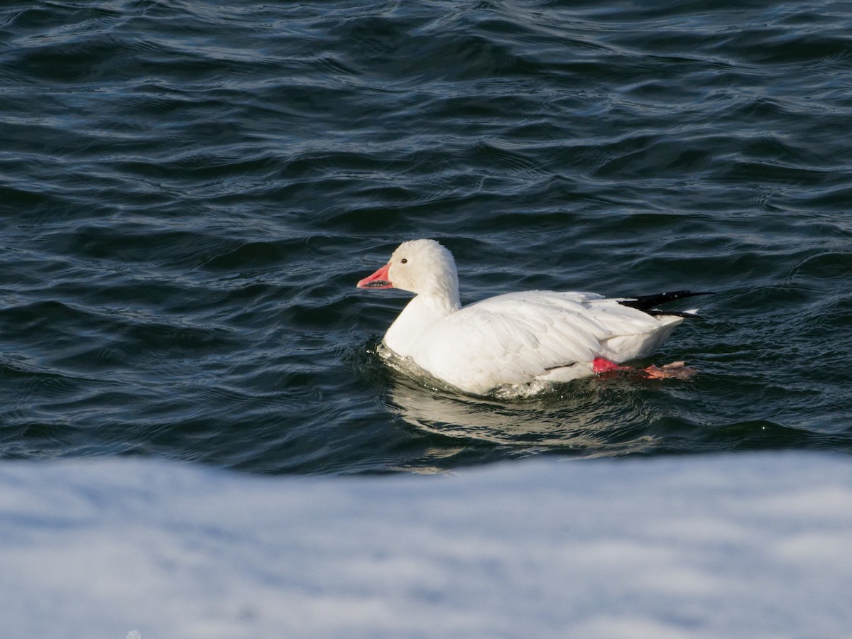 Snow Goose - ML646443212