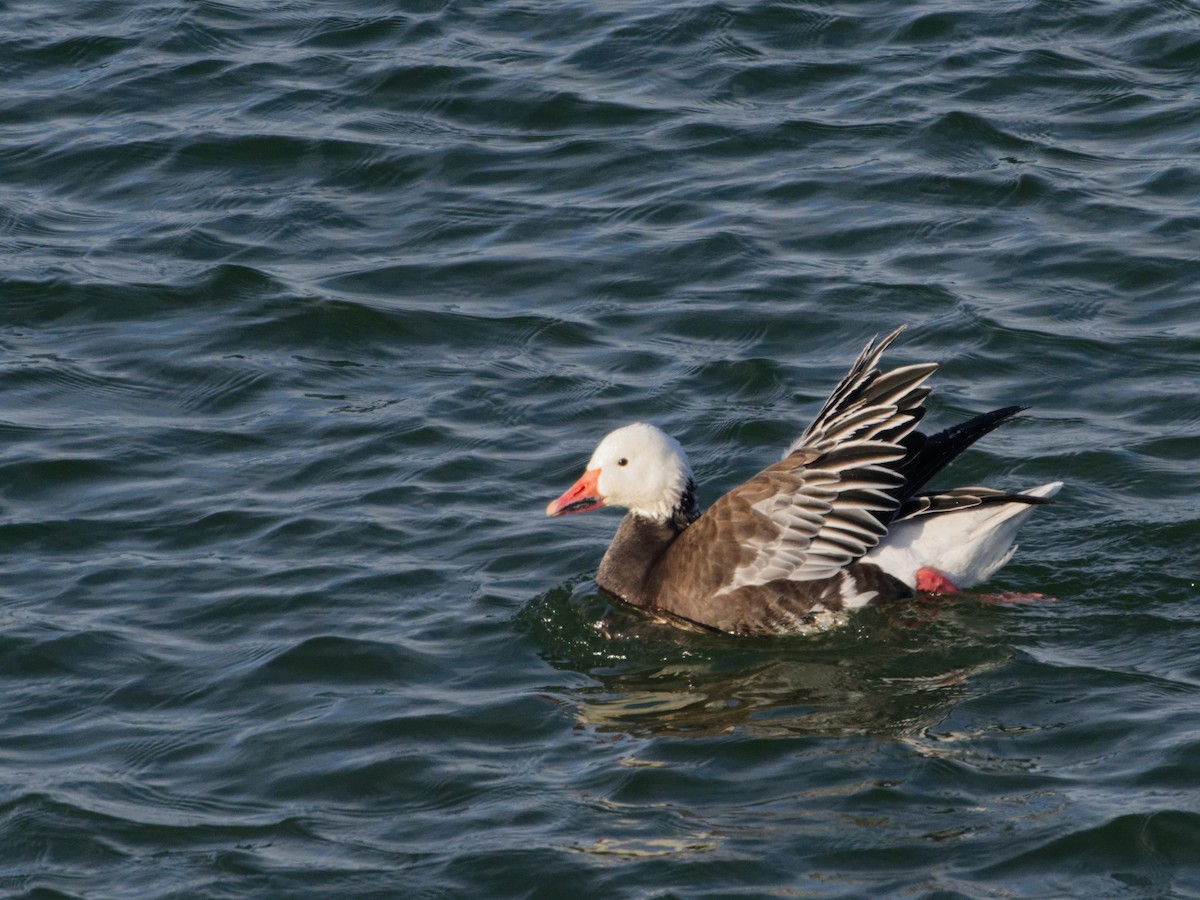 Snow Goose - ML646443213