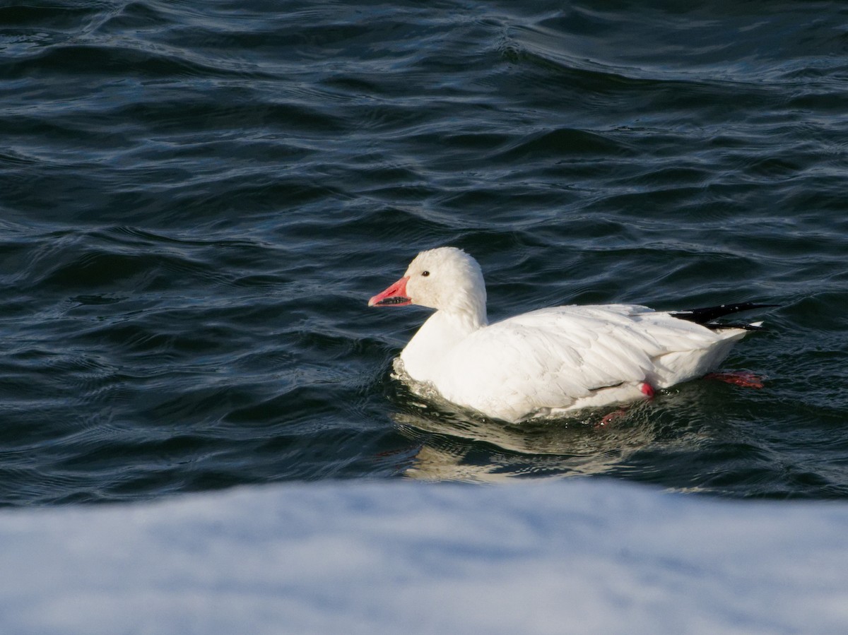 Snow Goose - ML646443214