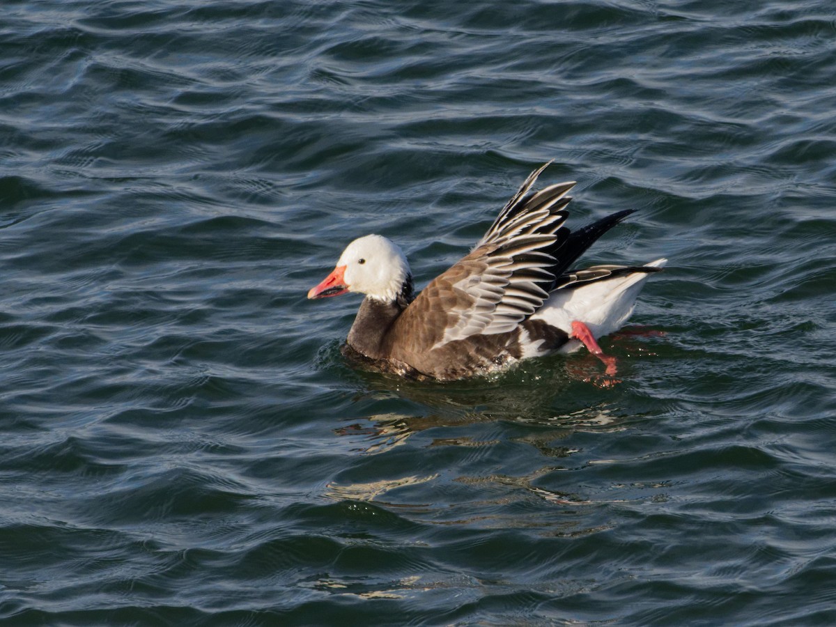 Snow Goose - ML646443215