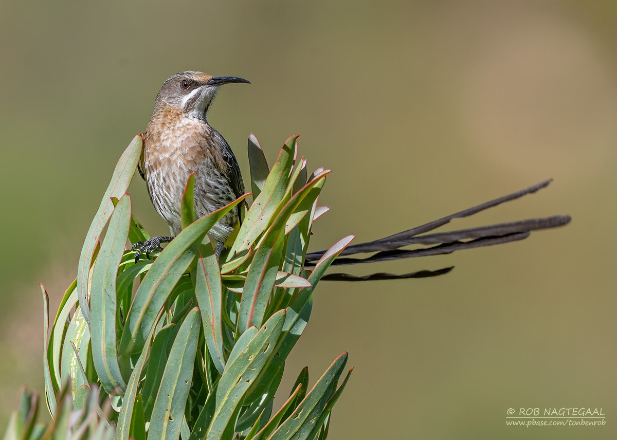 Cape Sugarbird - ML646443216