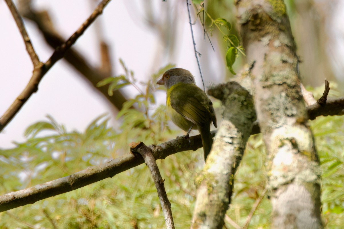 Rufous-browed Peppershrike - ML646443219