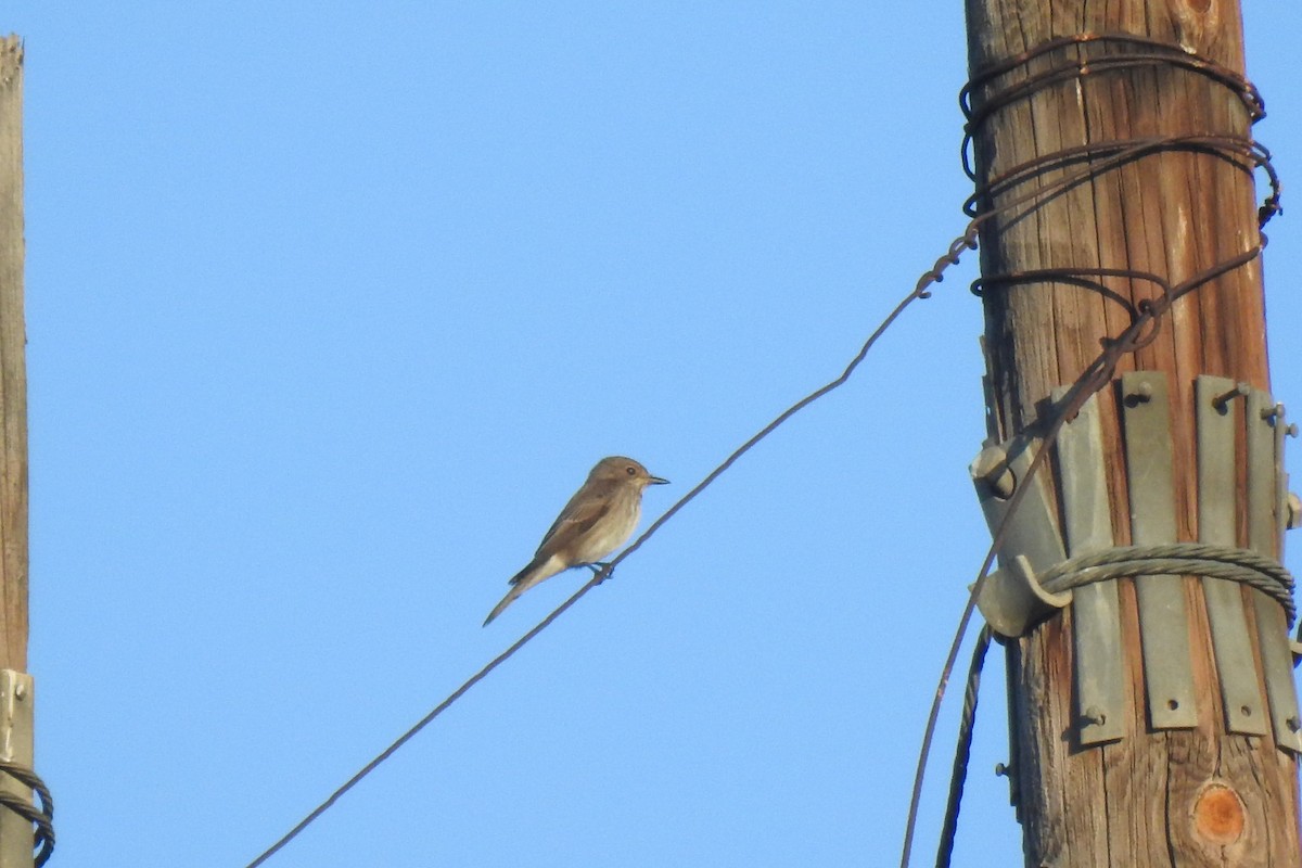 Spotted Flycatcher - ML646443221