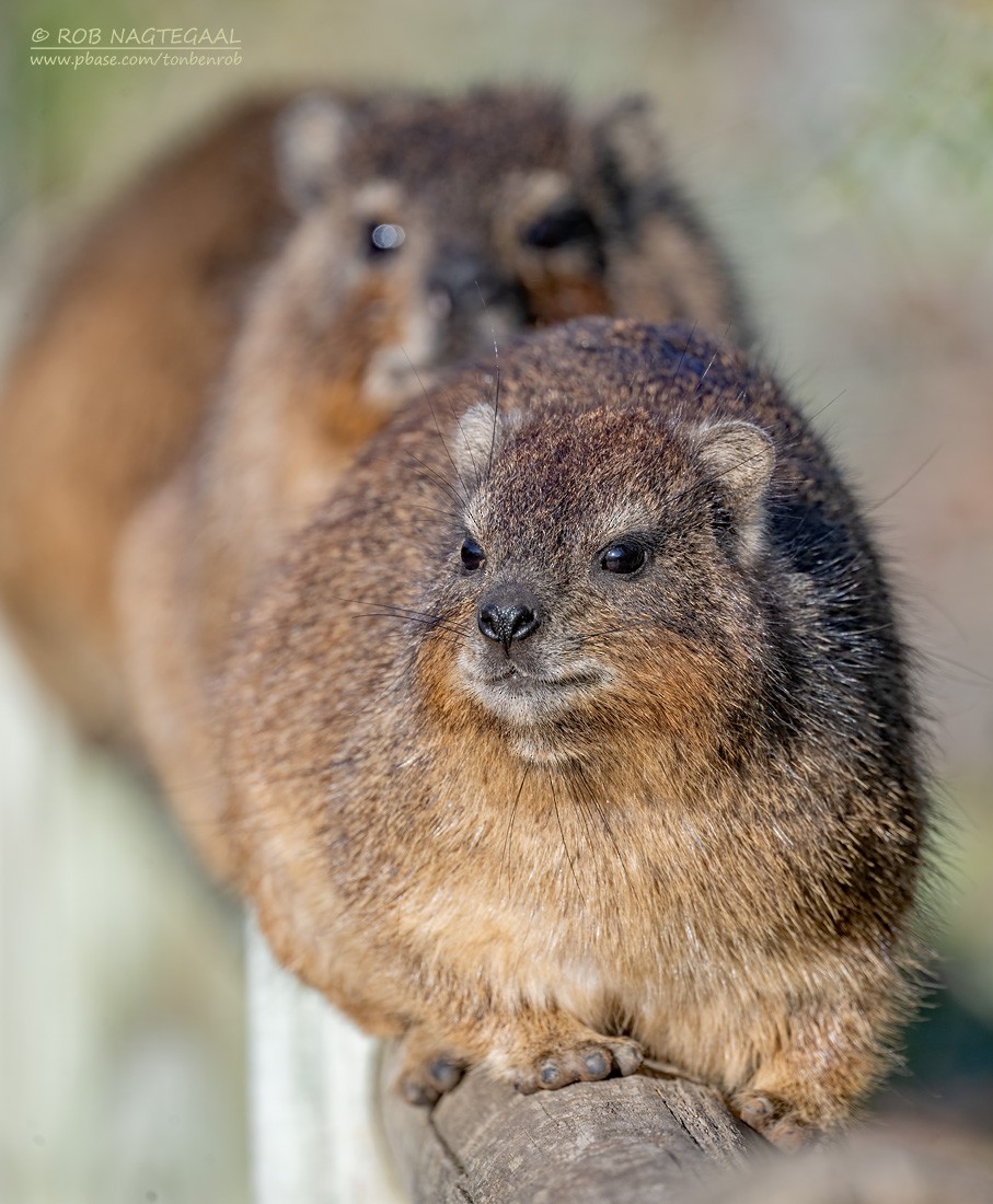 Cape Rock Hyrax - ML646443222
