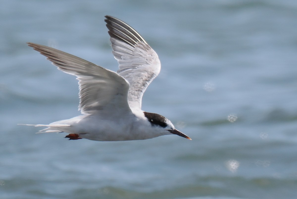 燕鷗 - ML646443229