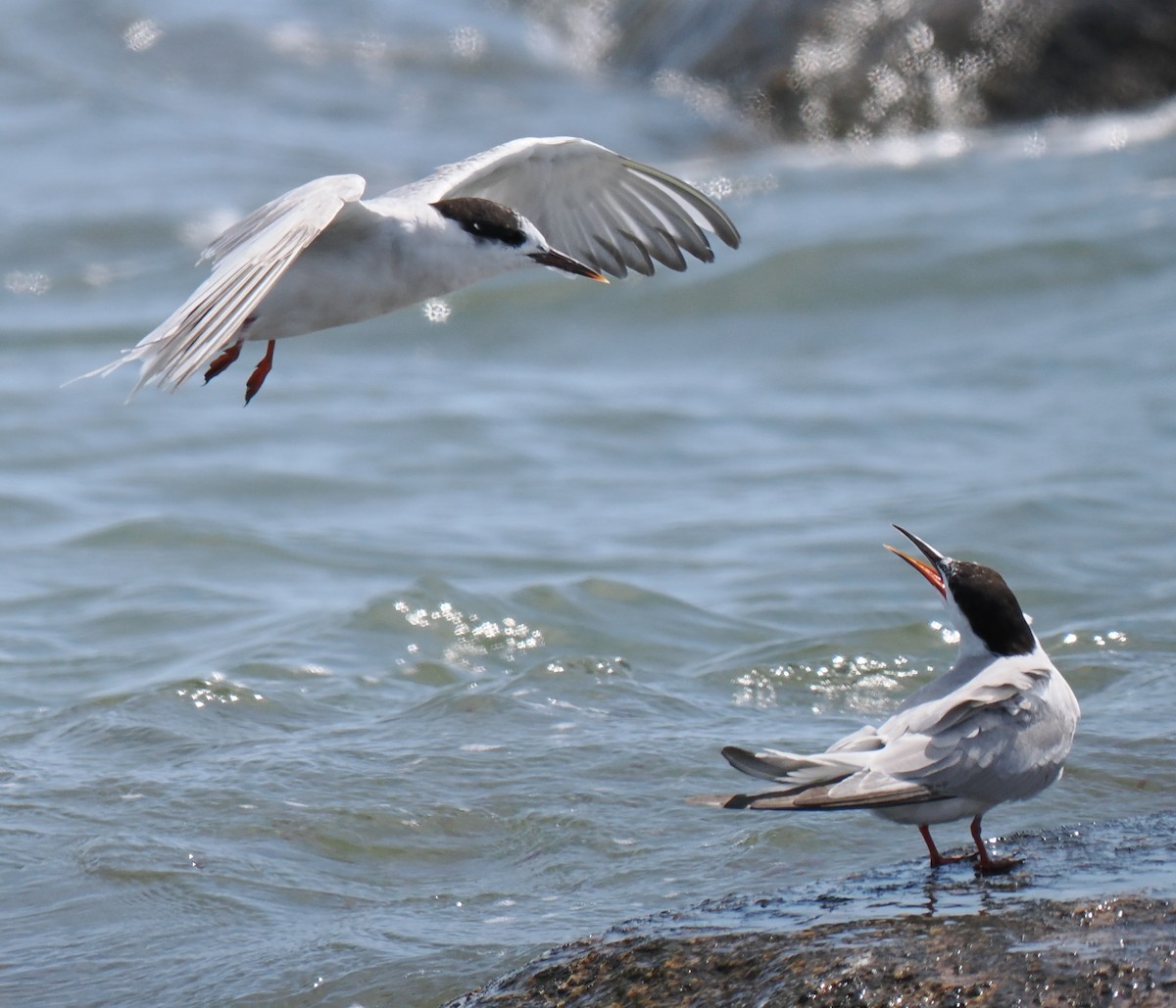 燕鷗 - ML646443231