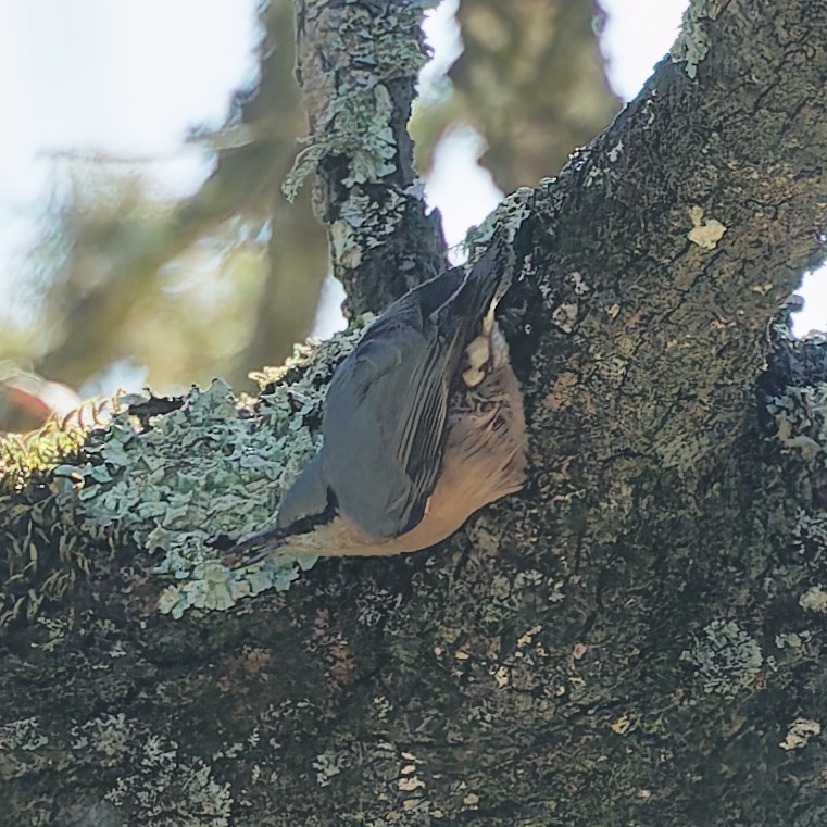 茶腹鳾 - ML646443235