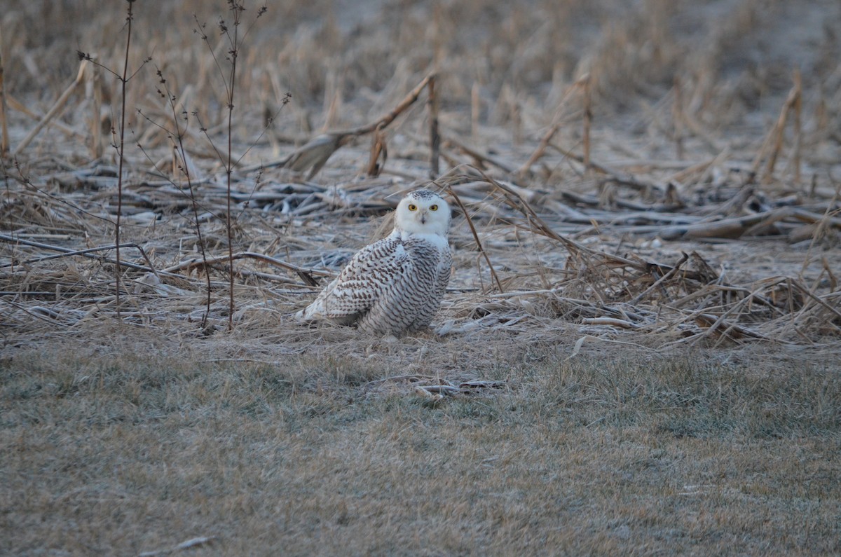 sovice sněžní - ML646443238