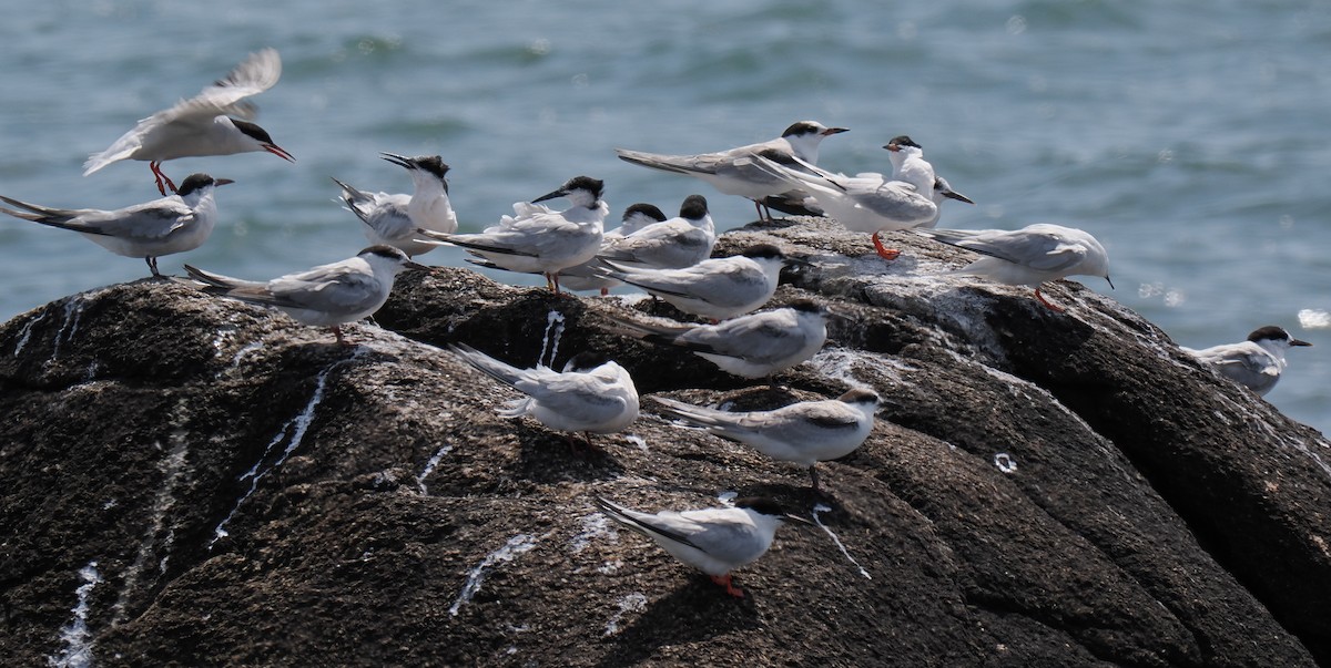 紅燕鷗 - ML646443240