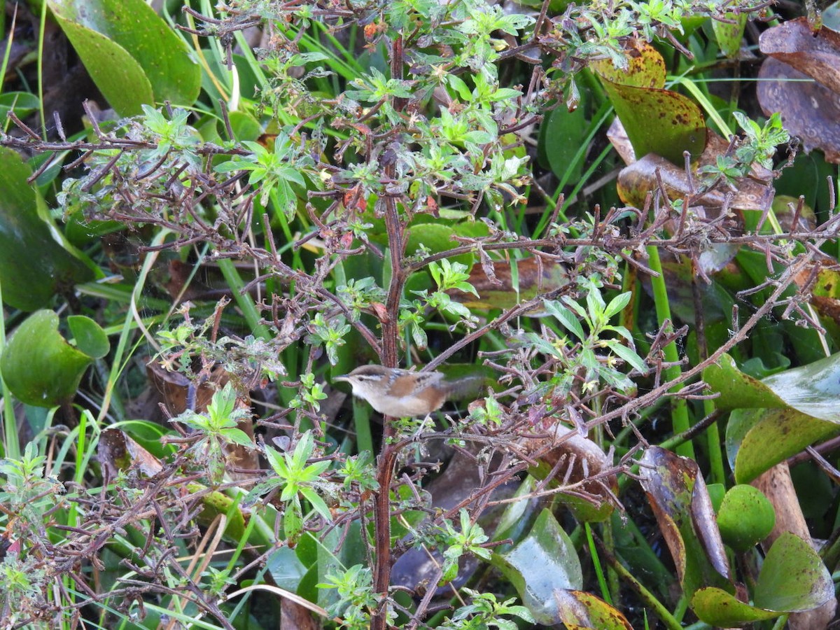 Marsh Wren - ML646443241
