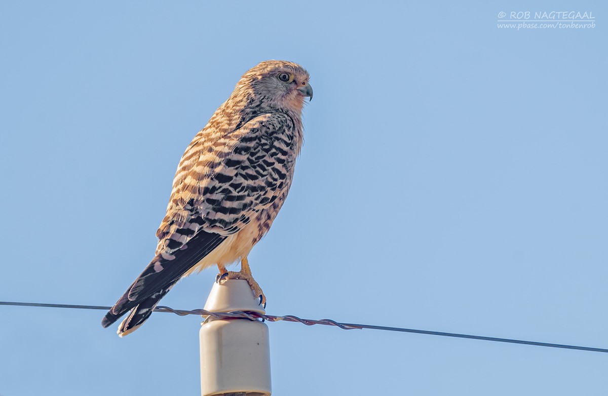 Greater Kestrel - ML646443242