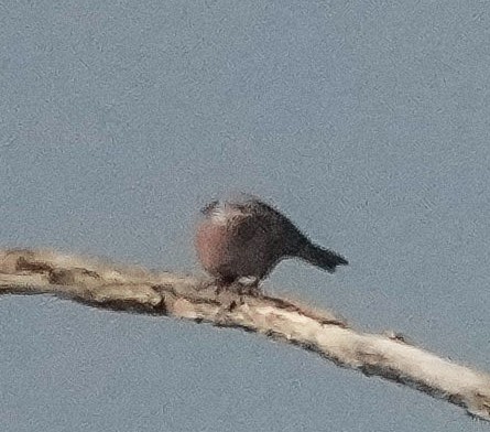 紅鳩 - ML646443243