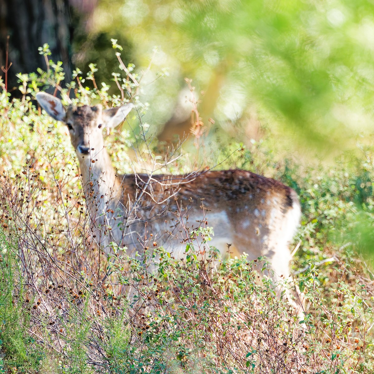 Animals - ML646443245