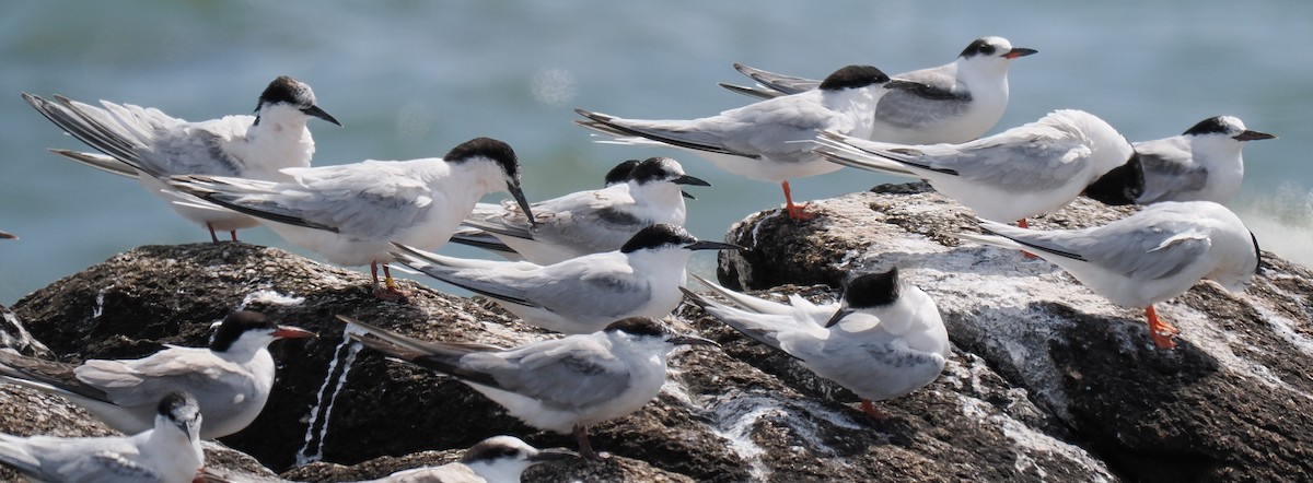 燕鷗 - ML646443246