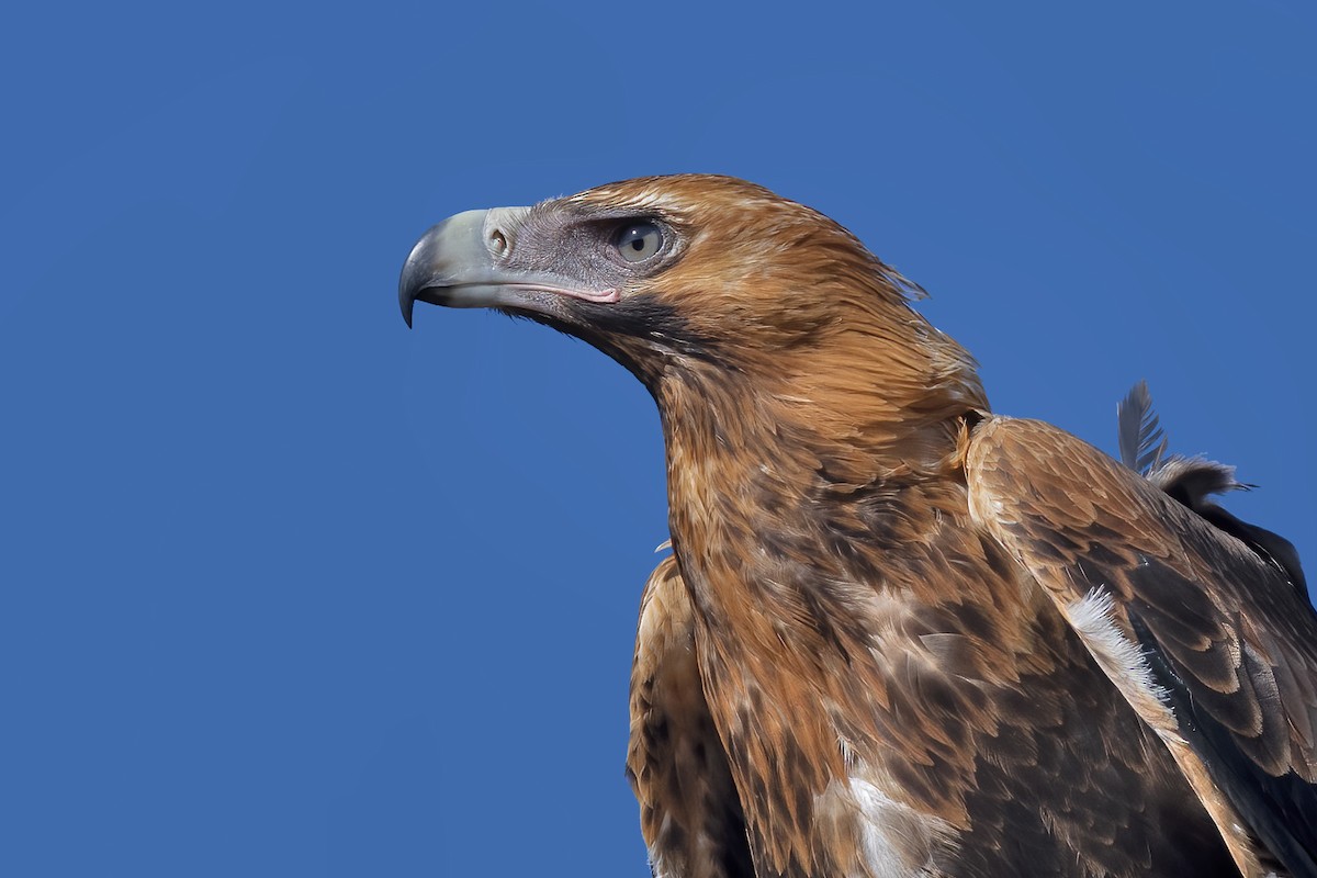 Wedge-tailed Eagle - ML646443249